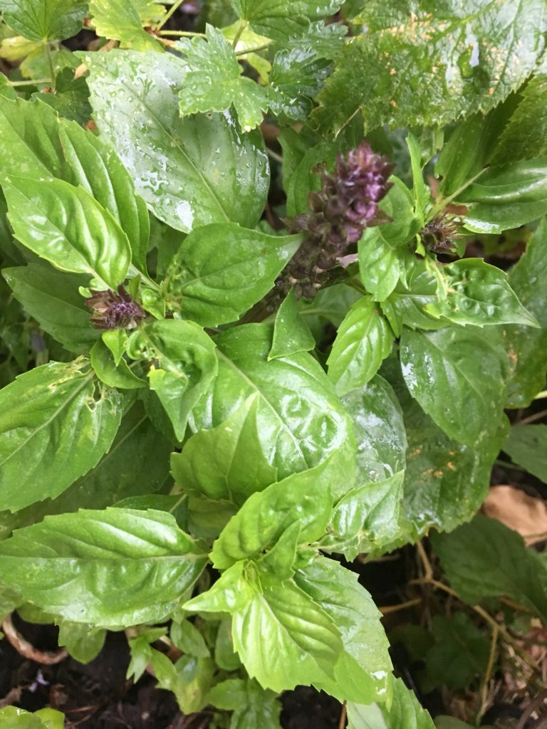 Growing and harvesting Thai Basil Maker gardener