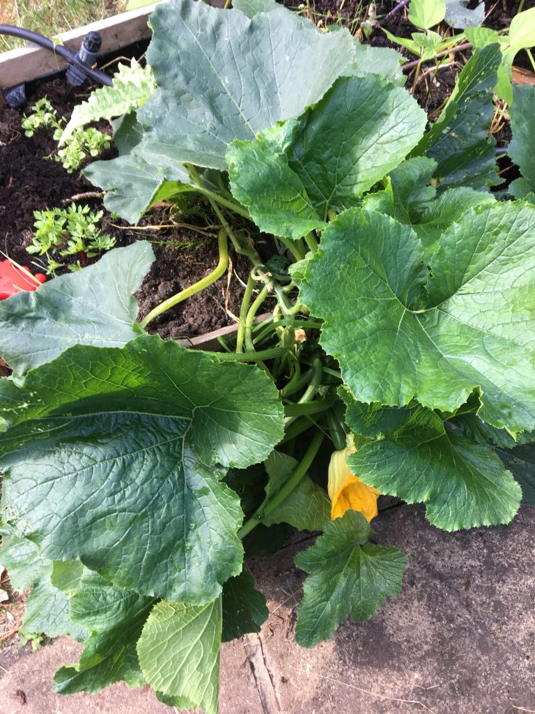 Growing Courgette Makergardener
