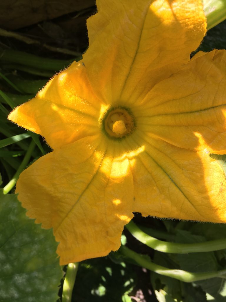 Edible courgette flowers Makergardener