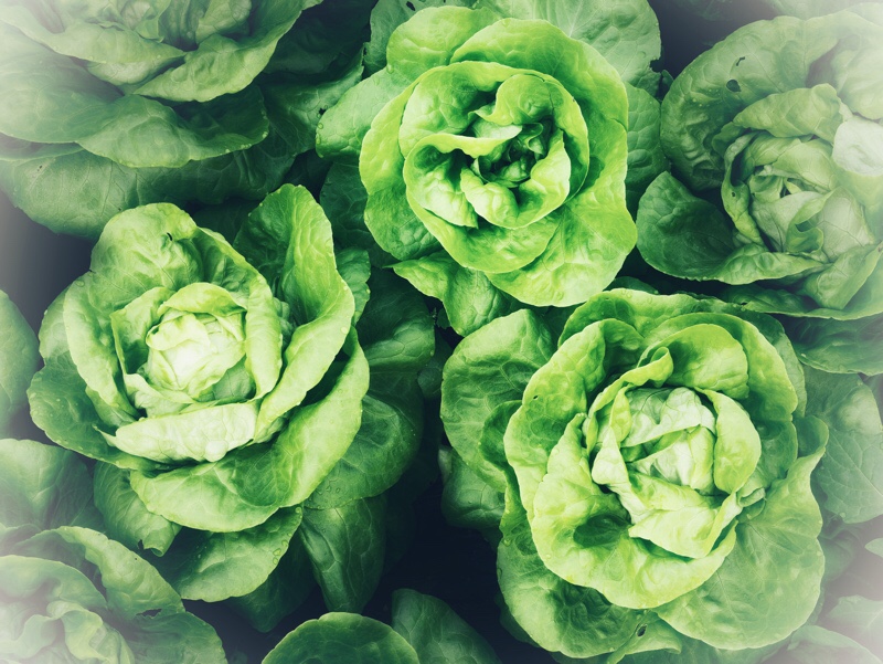 Little gem lettuce growing and harvesting Makergardener