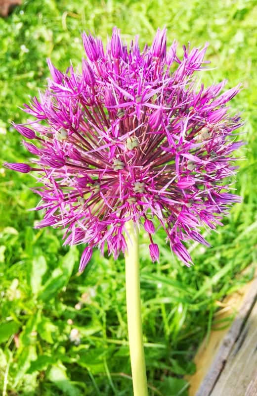 Image of Garlic flower