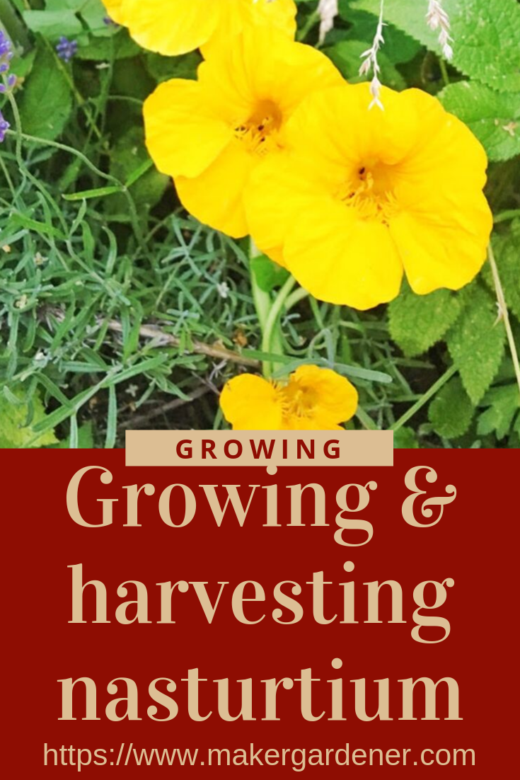 How to grow and harvest nasturtium Makergardener