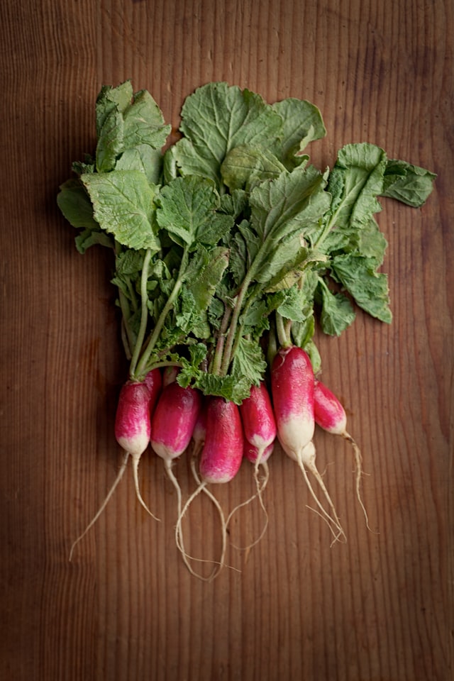 Growing and harvesting radish at home Maker gardener