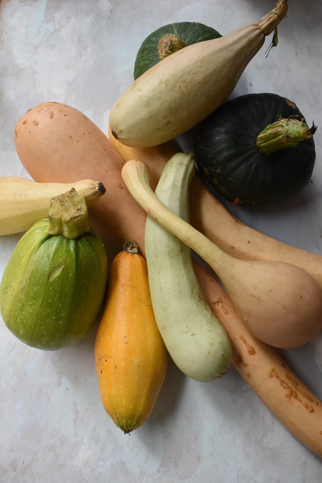 Growing and harvesting winter squash Maker gardener