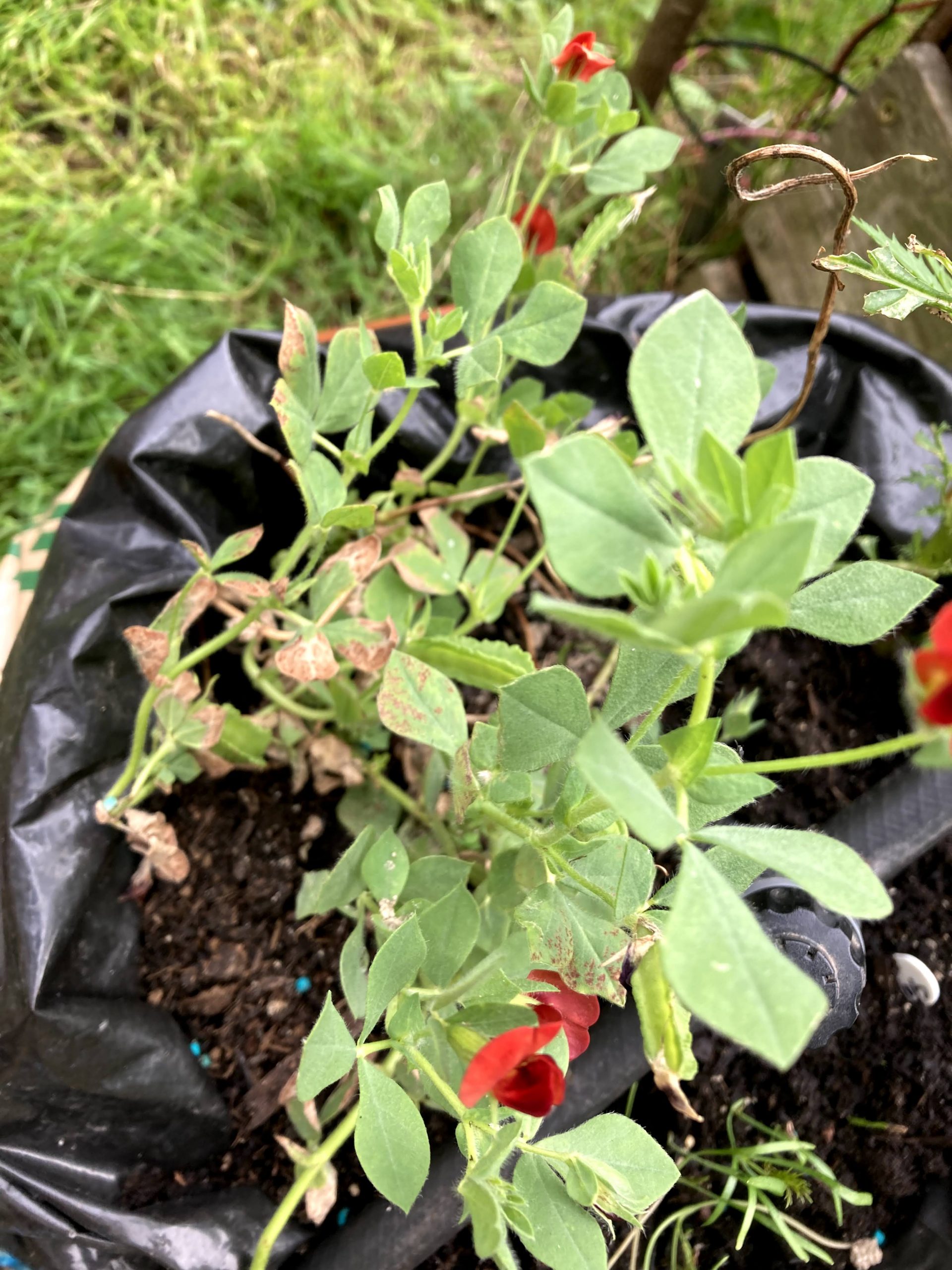 How to grow and harvest asparagus pea Makergardener