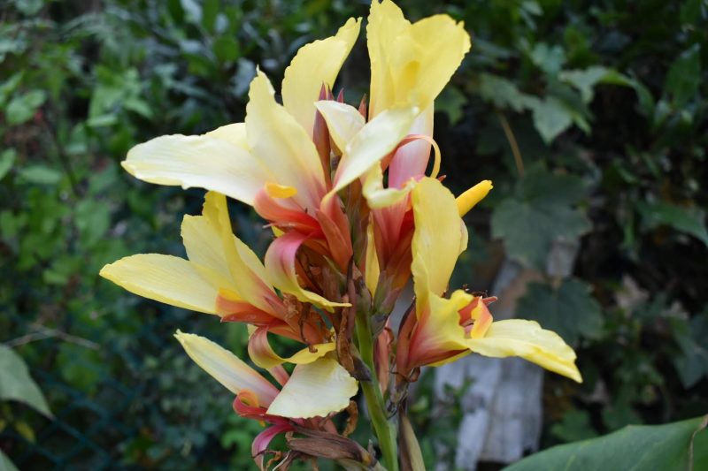 Growing and harvesting Canna Lily Makergardener