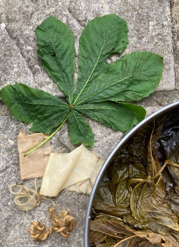 Fabric dyeing with Horse chestnut (conker) - Makergardener