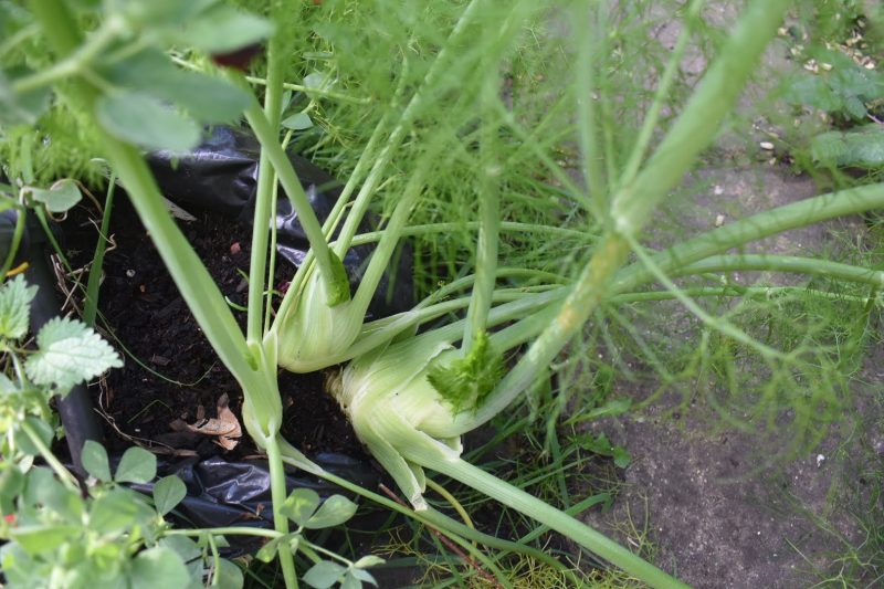 Growing and harvesting Fennel Makergardener