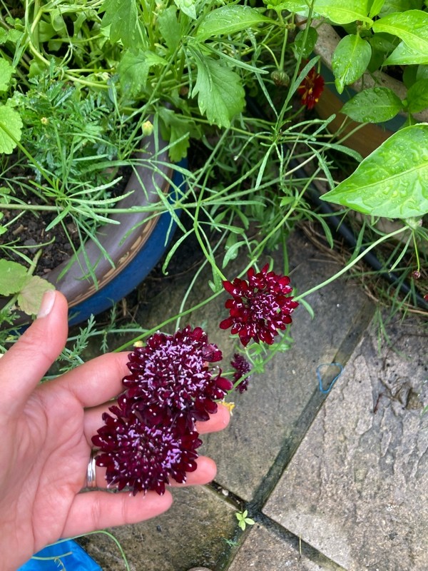 Growing and harvesting Pincushion flowers (Scabiosa) Makergardener